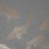 Boutique Grey Pisces Metallic Effect Smooth Wallpaper -Paint Decoration boutique grey pisces metallic effect smooth wallpaper5011583391572 02c BQ